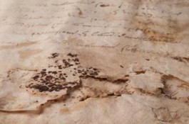 Schimmelsporen op papier