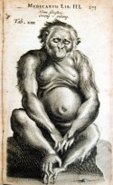 Tekening van een orang-oetan uit 1641